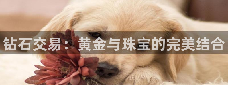 新航娱乐有限公司地址