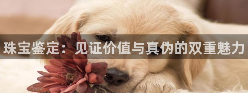 云顶新航国际娱乐城
