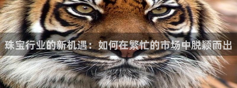 金城娱乐新航母