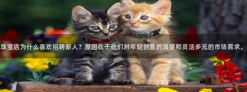 新航娱乐公司招聘