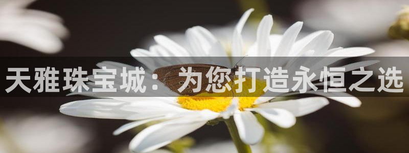 新航娱乐代理